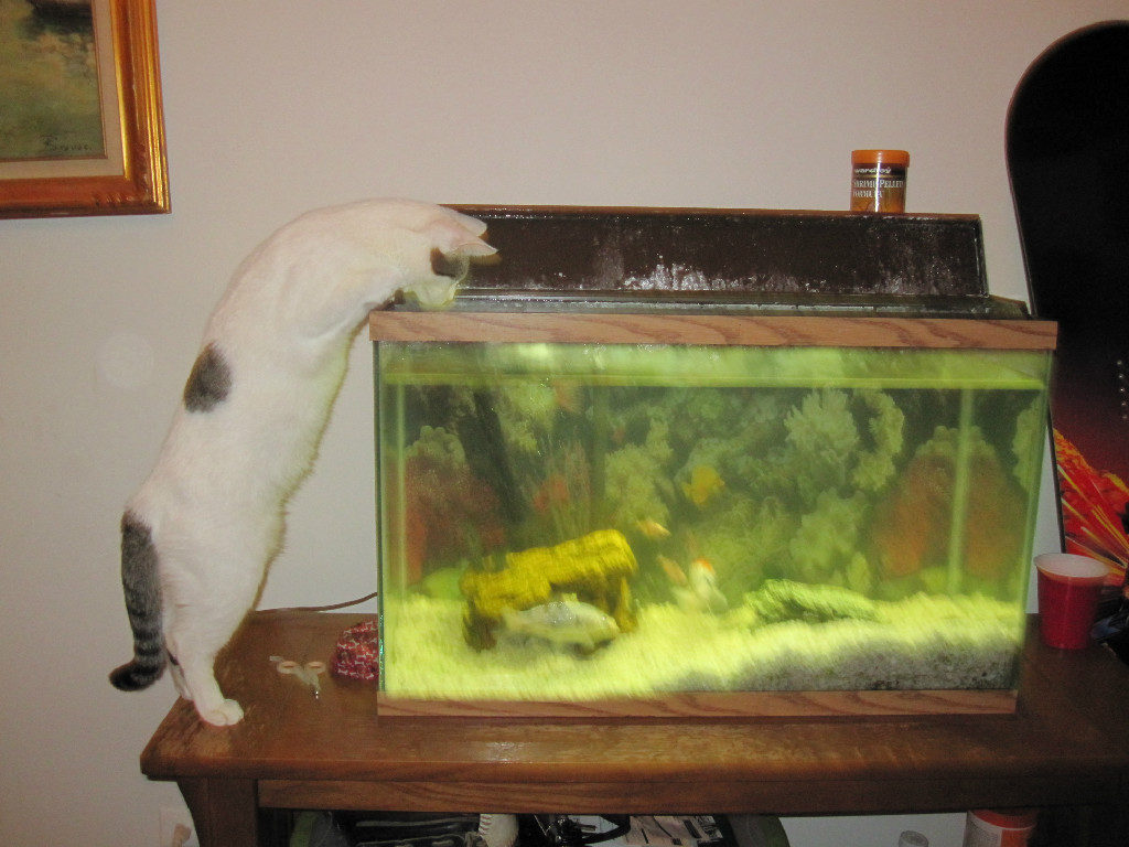 eddy making friends with the fish
