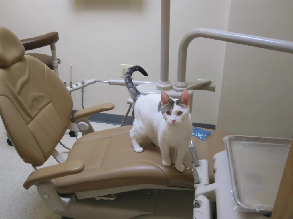 eddy the cat on dental chair